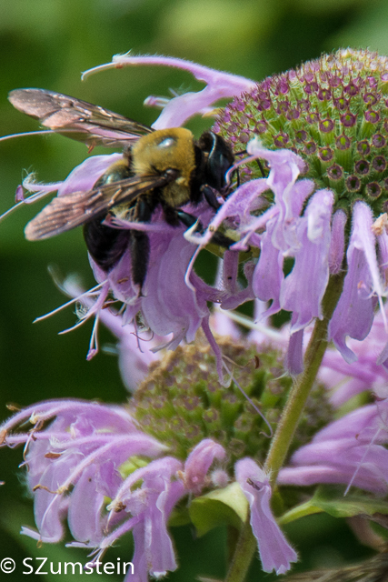 Prairie Plants