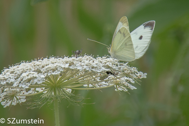 Prairie Plants