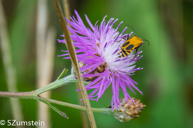 Prairie Plants