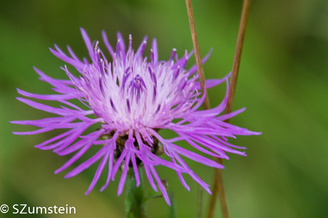 Prairie Plants