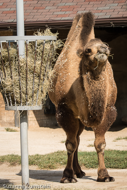 Brookfield Zoo