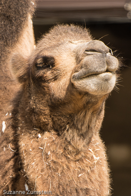 Brookfield Zoo