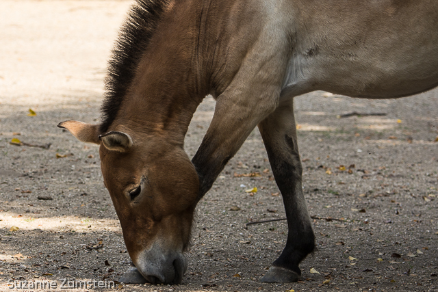 Brookfield Zoo