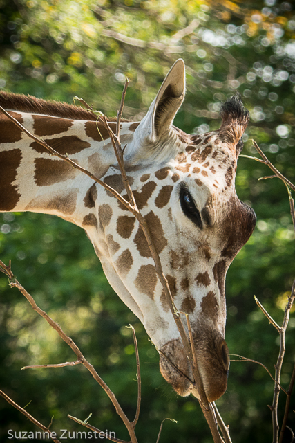 Brookfield Zoo