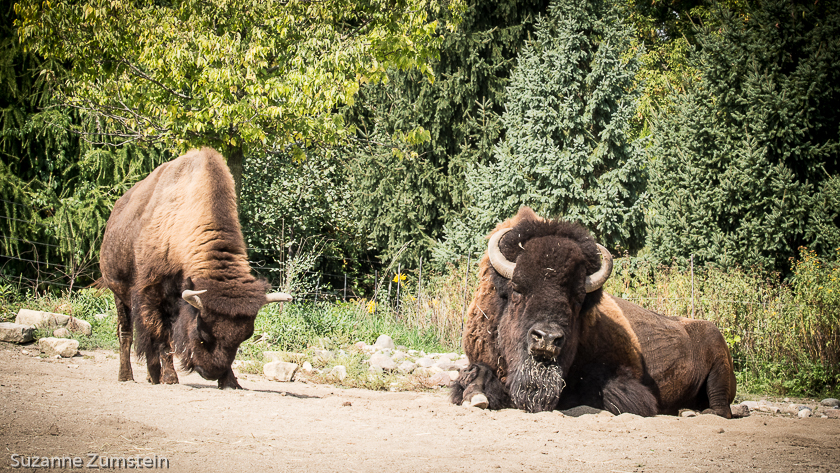 Brookfield Zoo