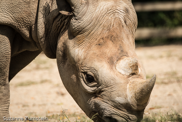 Brookfield Zoo
