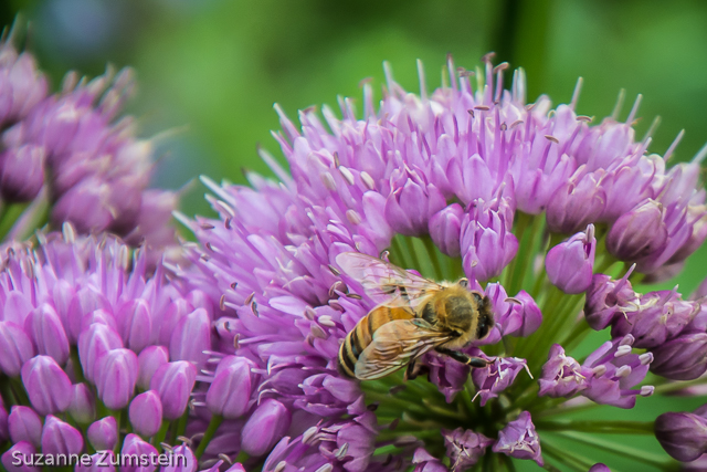 Honeybee bee