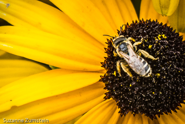 Sweat Bee bee