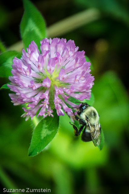 Bumblebee bee