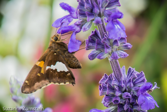 Silver-spotted Skipper butterfly
