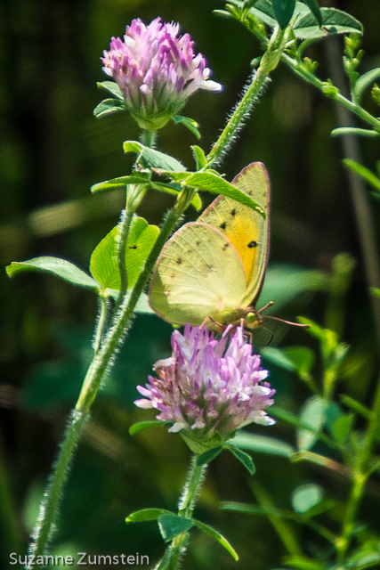 Common Sulpher butterfly butterfly