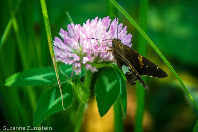 Silver-spotted Skipper butterfly