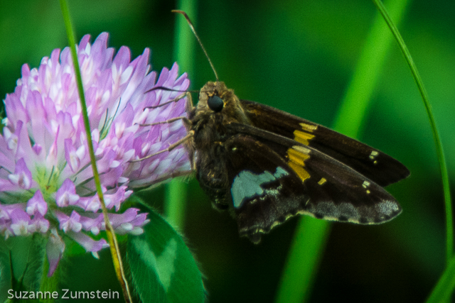 Silver-spotted Skipper butterfly