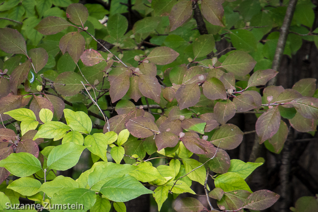 Fullersburg Woods