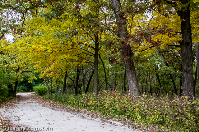 Fullersburg Woods