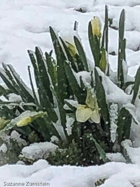 April Snow