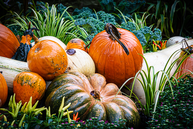 pumpkins