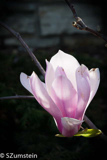 magnolia flowers