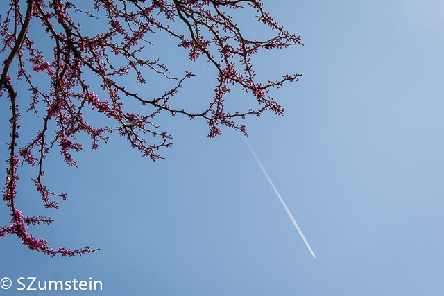 redbuds flowers