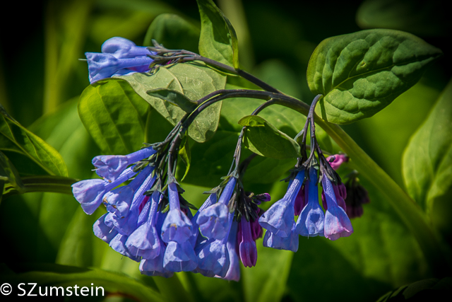 Bluebells flowers