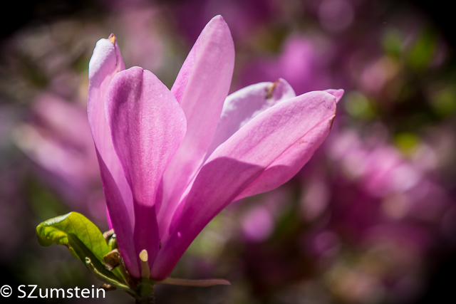 Magnolia flowers