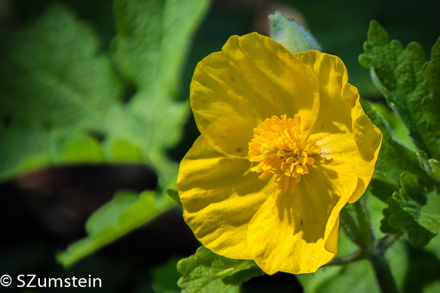 yellow flower flowers