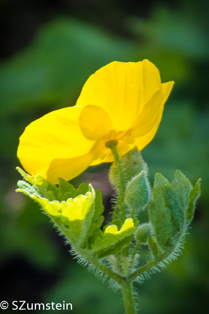 yellow flower flowers