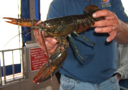 lobster