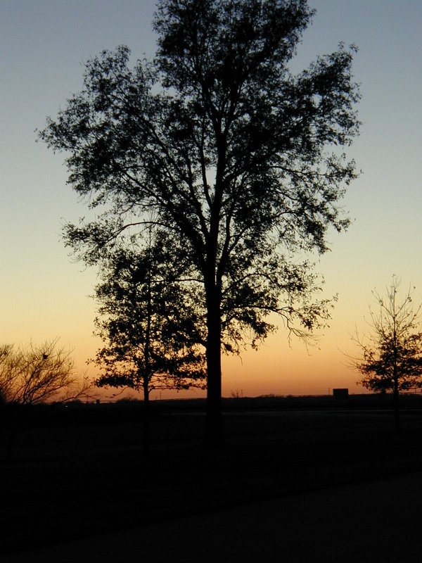 tree