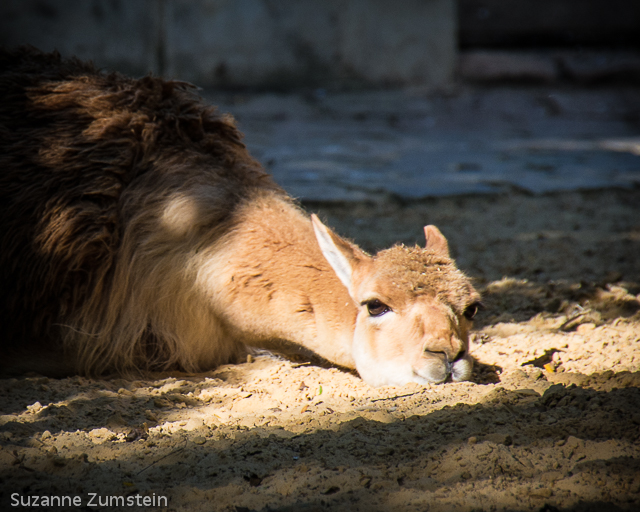 vicuna zoo