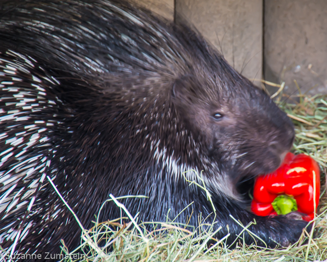 porcupine zoo