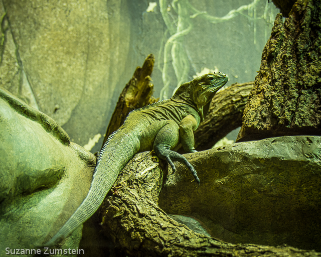 lizard zoo