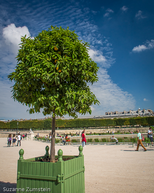 orange tree Tuileries