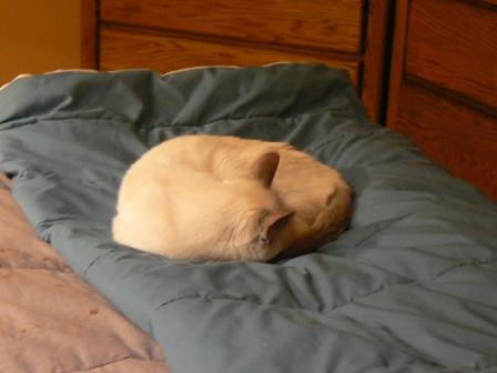 cat