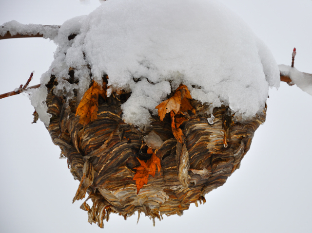 February snow