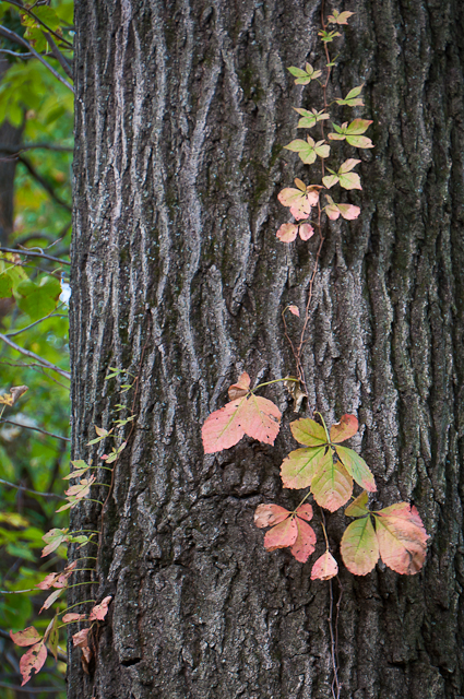 fall