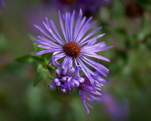 aster