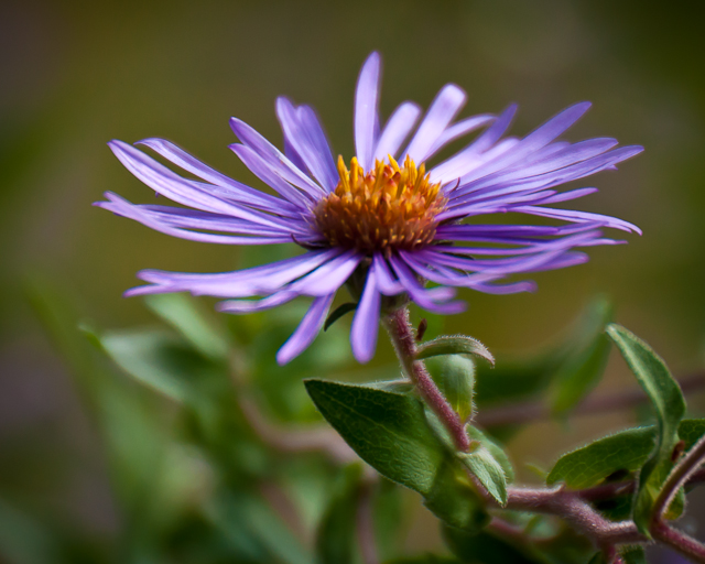 aster