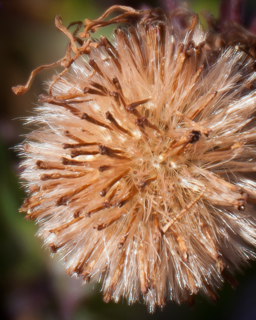 aster