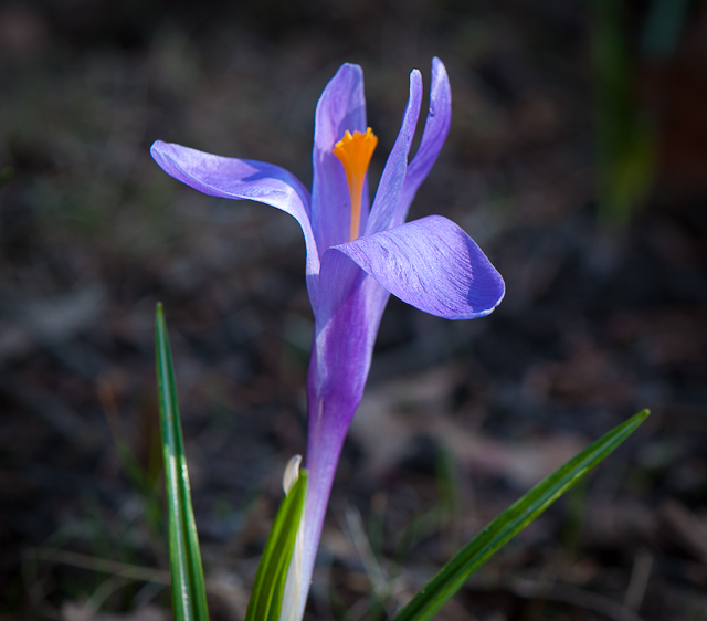 Early Spring
