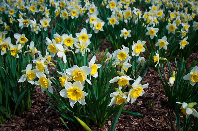 Early Spring