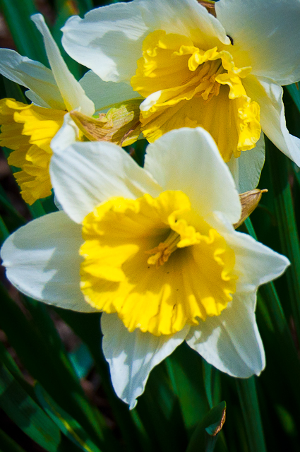 Early Spring