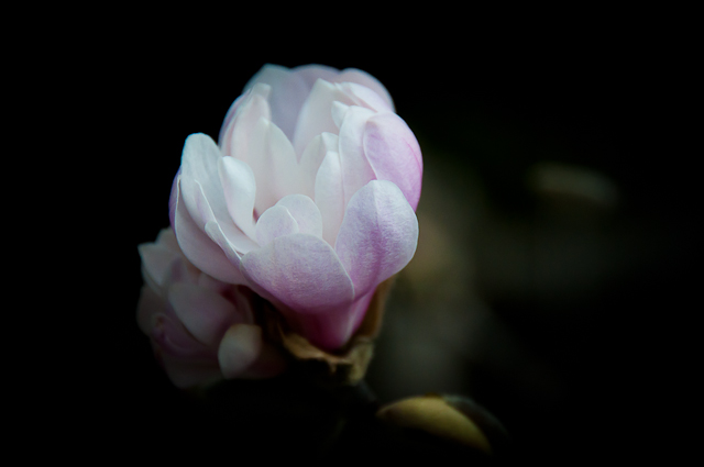 Early Spring