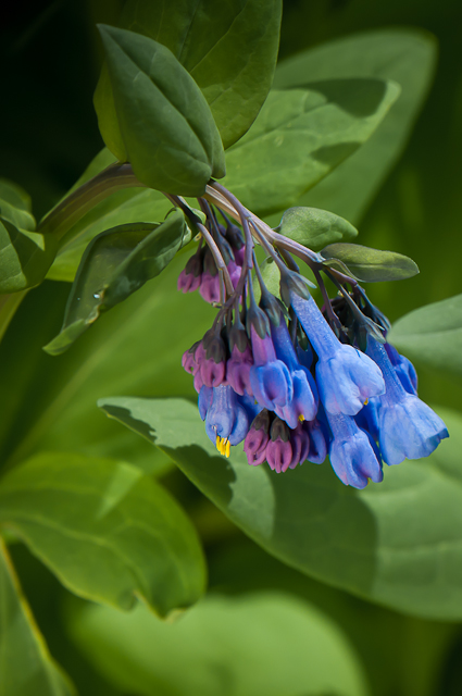 Early Spring