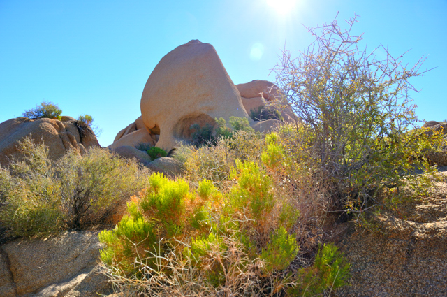 Joshua Tree