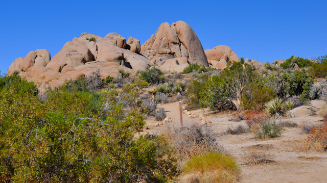 Joshua Tree