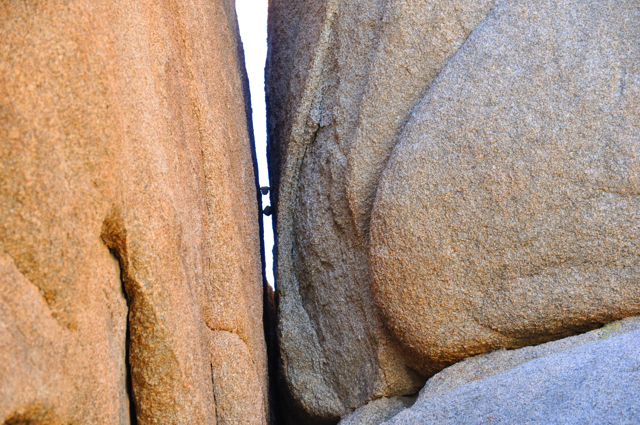 Joshua Tree