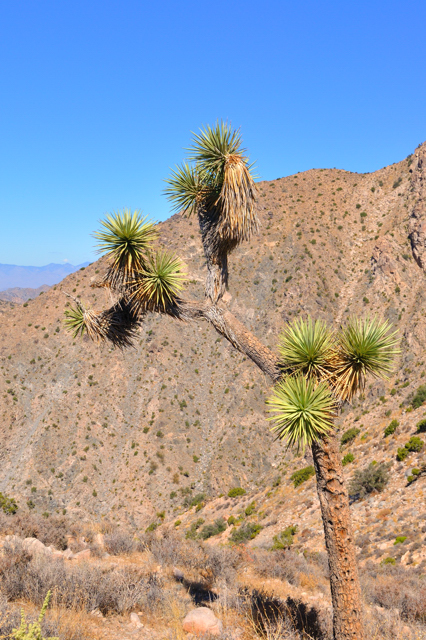 Joshua Tree