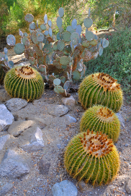 Living Desert