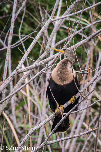 Everglades